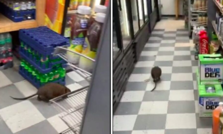 ¡Pánico en Nueva York! Gigantesca rata causa conmoción en una tienda