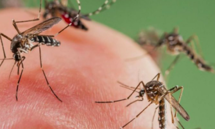 Aumentan casos de dengue en Torreón; hay 9 confirmados