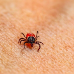 Alerta por rickettsia: 21 defunciones en Coahuila y decenas de casos