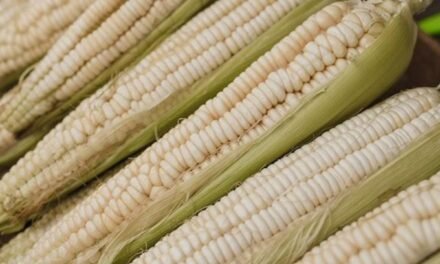 En México estudios revelan que las tortillas hechas con harina de maíz son más nutritivas