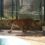 En Zapopan fue encontrada Kiara la tigresa