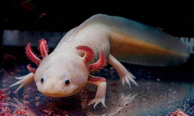 UNAM invita a que adoptes un Axolote