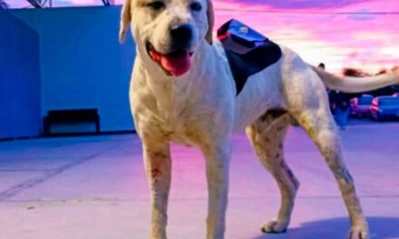 En Puebla asesinan de un balazo a “Ingeniero”, perrito adoptado por universitarios