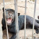 En Chihuahua jaguar ataca a niña y le arranca brazo en un rancho