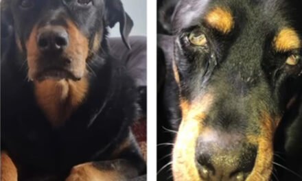 En Sonora sujeto que ataca con ácido al perro de su vecino