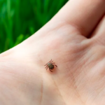 Aumentan las muertes por picadura de garrapata en Coahuila en 2023