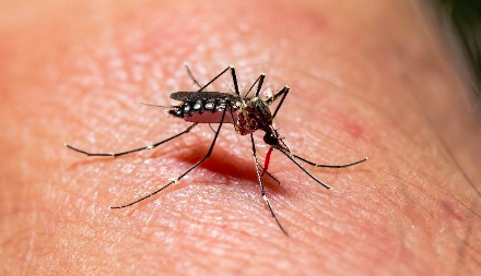 Alerta por dengue en La Laguna de Coahuila; llaman a reforzar medidas preventivas