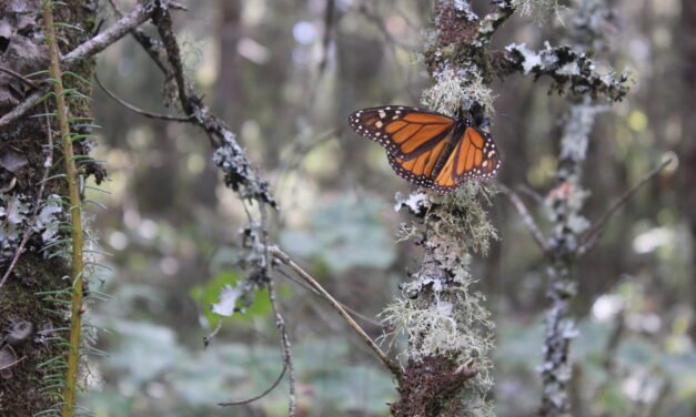 Frente frío causa retraso en llegada de mariposa monarca a santuarios