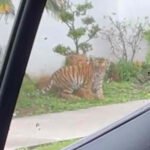 En Zapopan captan a un león y un tigre ‘jugando’ en la vía pública