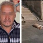 En Hidalgo juez sentencia a funcionario a renunciar por envenenar a 8 lomitos