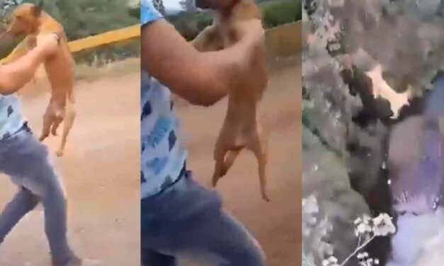 En Michoacán joven lanza un perro desde un puente en Peribán; exigen dar con el culpable