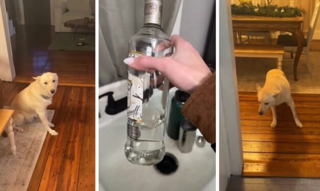 ‘Lomito’ acaba borracho tras tomarse dos botellas de alcohol