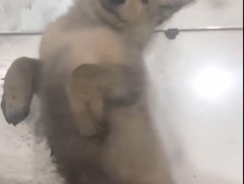 Hombre adopta a ‘lomito’ luego de ser abandonado en medio de la carretera