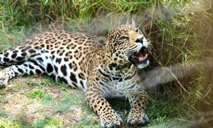 Reino Animal y Ferrero unen esfuerzos para salvar a jaguar mexicano de extinción