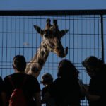 El nuevo hogar de la jirafa ‘Benito’ será en Africam Safari de Puebla