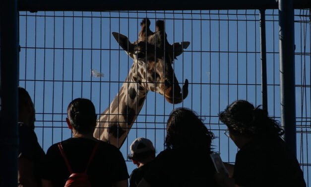 El nuevo hogar de la jirafa ‘Benito’ será en Africam Safari de Puebla