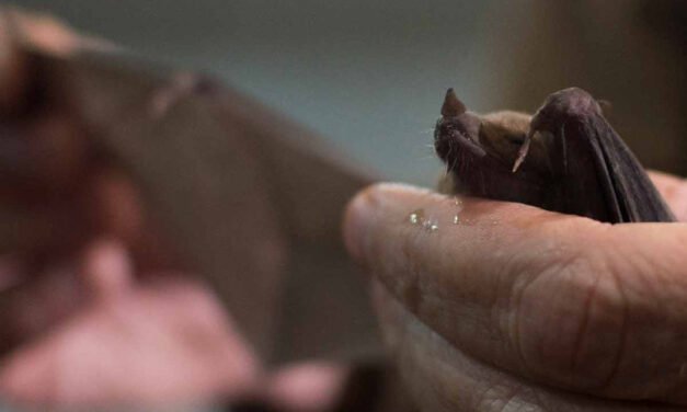 En Hidalgo joven es atacada por un murciélago al interior de una sala de cine