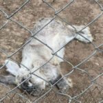 Se va Benito, pero quedan atrás muchos animales sin protección de Profepa en Parque Central