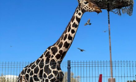 ‘¡Bienvenido Benito!’, así recibió Africam Safari a la jirafa que sufría maltrato