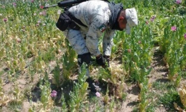 En Guerrero delincuencia experimenta con producción de coca