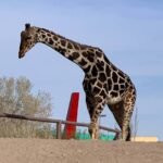 Llega a Juárez remolque de Áfricam Safari que trasladará a Benito a Puebla