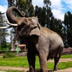 En Edomex muere elefante Ted a los 60 años, conocido por mojar a visitantes de zoológico
