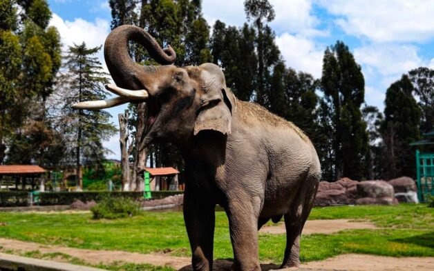 elefante-ted-fallece-60-anos-628×393