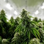 En Oaxaca cosechan primer cultivo experimental de cannabis para uso industrial