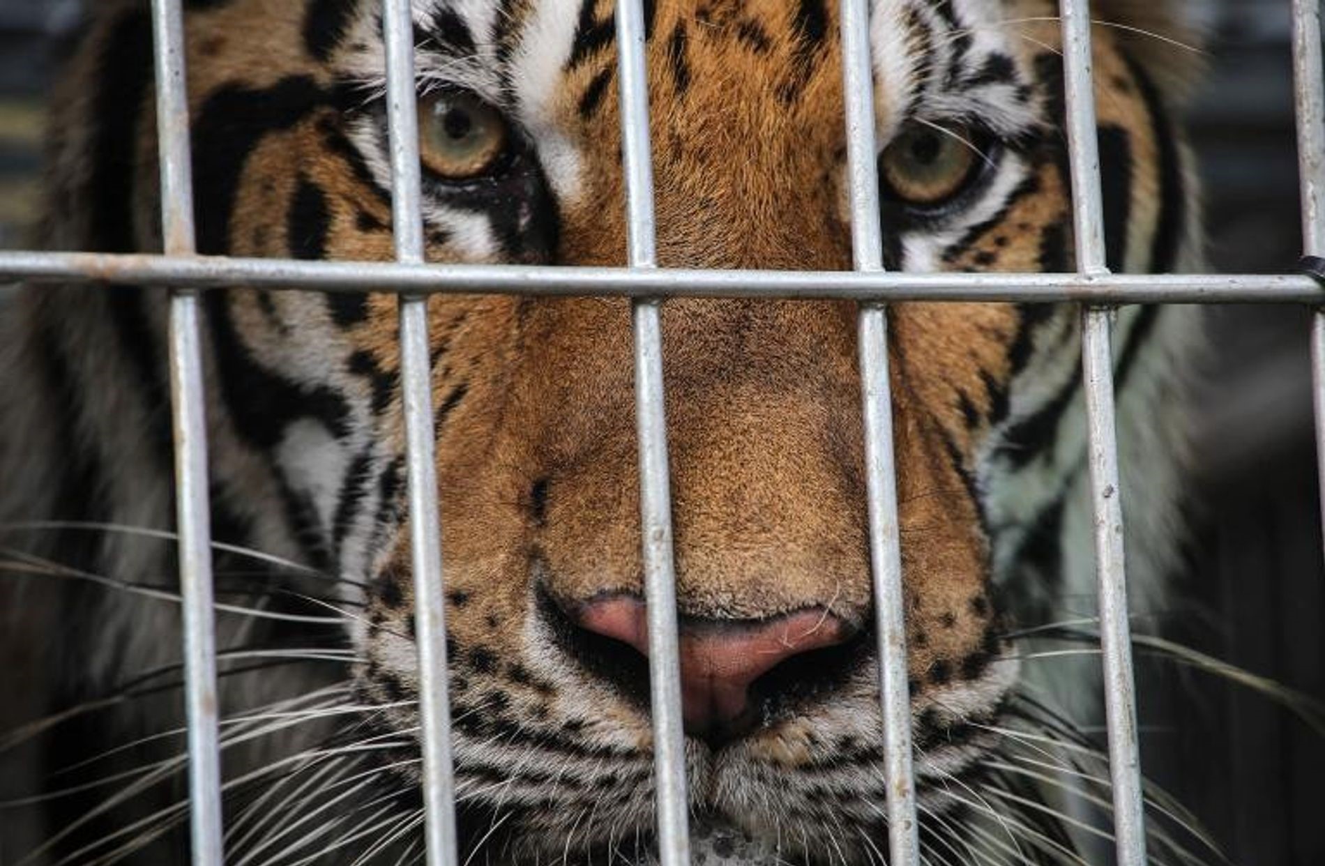 Nuevo León aseguran droga y tigre, rejas, maltrato animal, cateo, Monterrey