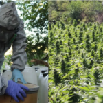 En Sinaloa militares aseguran laboratorio de metanfetamina y plantíos de marihuana