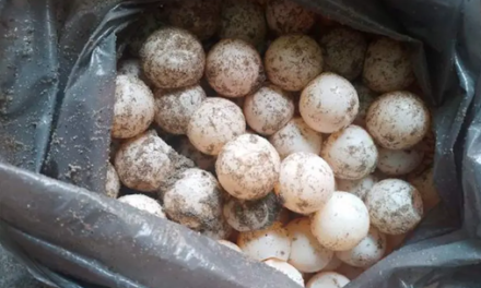 En Oaxaca sujeto se paseaba ilegalmente con muchos huevos de tortuga; es detenido