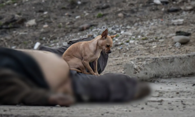 En Tijuana perrito acompaña cadáver de su dueño e impide que se le acerquen