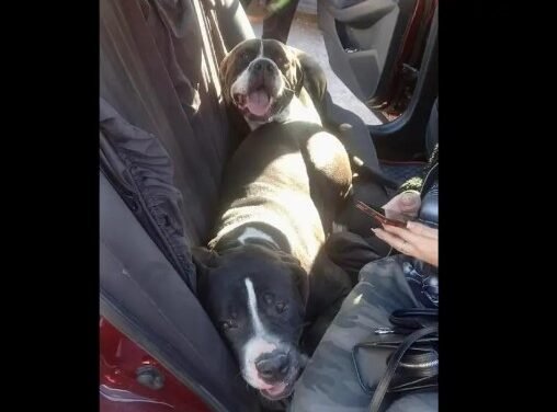 En Tijuana bomberos rescatan a Blui y Goliat, perros que estaban atrapados en una ladera