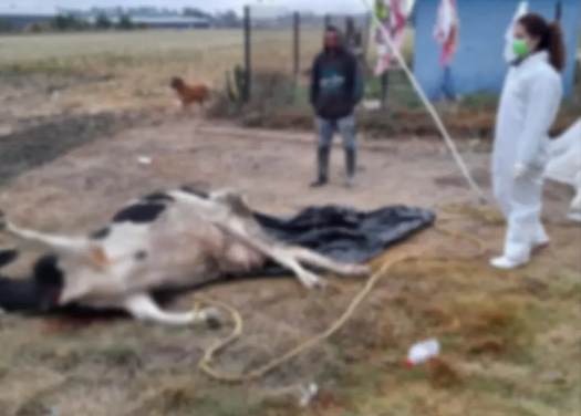 En Hidalgo muerte atípica de ganado, sería intoxicación por consumo de pollinaza