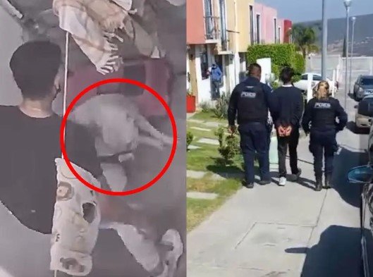 Detenido por maltrato animal en Querétaro, perro, gato, sujeto, abuso, animales,