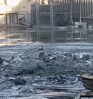 Captan a ‘lomito’ llorando en la zona de incendio de la fábrica en el municipio de San Nicolás