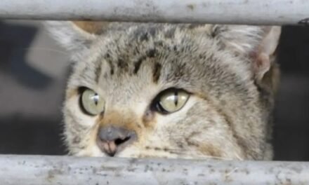 Profepa confirma muerte de felinos en Tempoal, Veracruz: aclaración sobre especie en peligro