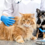 En México ya es ley la creación de veterinarias gratuitas