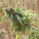 En Oaxaca desmiente Cofepris supuesta autorización para cultivo de cannabis