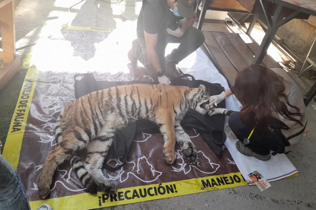 Nuevo León aseguran droga y tigre, Seguridad, aprensión, violencia animal, 