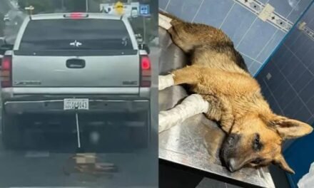En Guanajuato «Doña Coqueta» es rescatada tras ser arrastrada por una camioneta