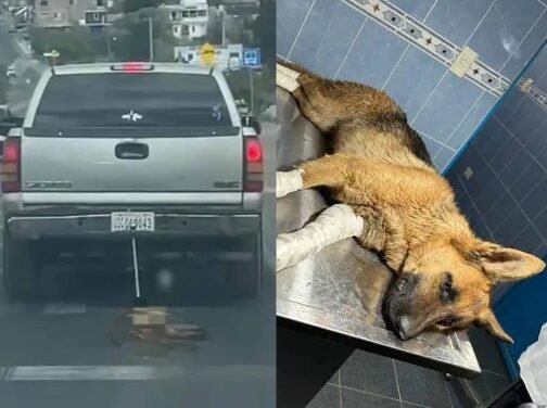 En Guanajuato «Doña Coqueta» es rescatada tras ser arrastrada por una camioneta