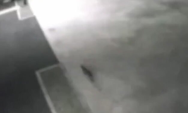 Autoridades de Japón buscan «gato radiactivo»