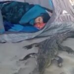Turista amanece con un cocodrilo a lado y se vuelve viral