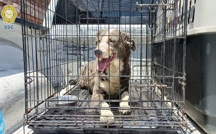 Rescate heroico: SSC rescata a ocho perritos tras explosión en la CDMX