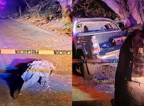 2024-04-25 (4) Cocodrilo desata accidente mortal en El Dorado, Sinaloa