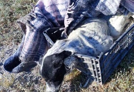 Perrito «Manchas» muere en Parras tras ser abandonado en estado crítico: comunidad exige justicia