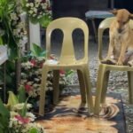 ‘Lomito’ conmueve a usuarios al quedarse dormido tras velar a su dueña