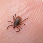 Rickettsia en Coahuila: Alerta por dos muertes confirmadas