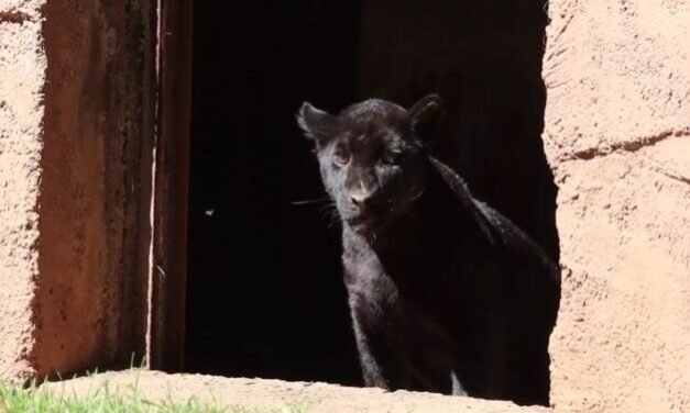 En el Zoológico de Morelia muere cachorra jaguar por contaminación de aguas negras